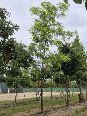 Afbeelding Valse Christusdoorn - Gleditsia triacanthos ‘Draves'