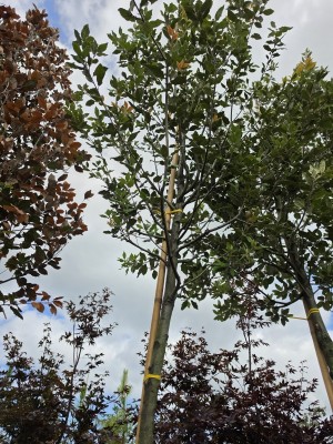 Afbeelding Steineiche - Quercus ilex