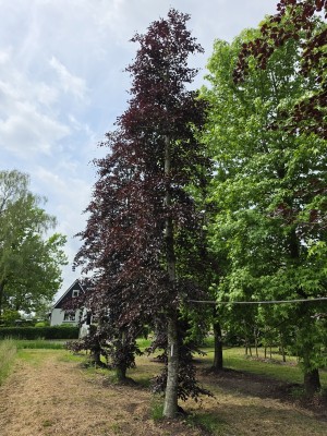 Afbeelding Rode beuk - Fagus sylvatica 'Atropunicea'