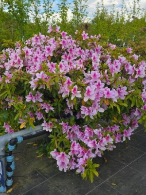 Afbeelding Rhododendron 'George Lindley Taber' - Rhododendron (AJ) George Lindley Taber'