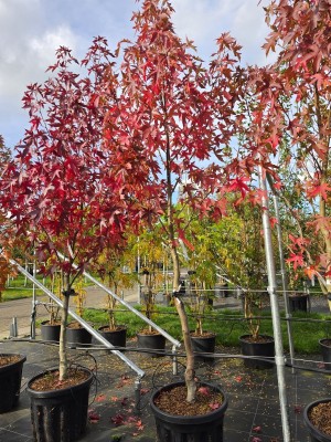Afbeelding Amberboom - Liquidambar styraciflua 'Worplesdon'