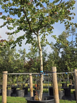 Afbeelding Perzisch IJzerhout - Parrotia persica