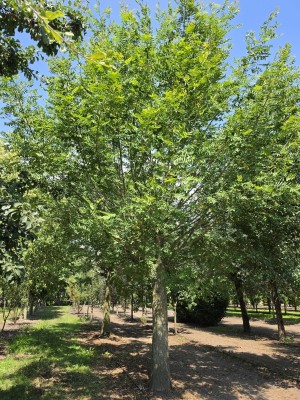 Afbeelding Chinese vleugelnoot - Pterocarya Stenoptera