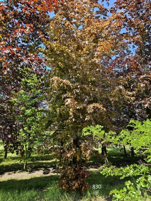 Afbeelding Rode beuk - Fagus sylvatica Atropunicea