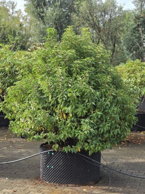 Afbeelding Portugiesischer Lorbeer Kugelform - Prunus Lusitanica