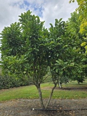 Afbeelding Magnolia 'Susan' - Magnolia 'Susan'