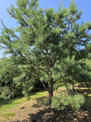 Afbeelding Grove Den - Pinus sylvestris