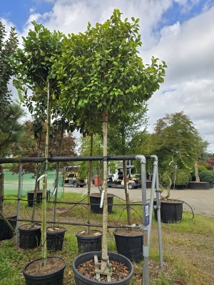 Afbeelding Camellia 'Bonomiana Nova' - Camellia 'Bonomiana Nova'