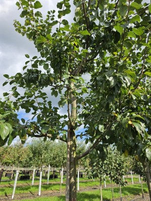 Afbeelding Pflaumenbaum mit blauer Pflaume - Prunus domestica 'Bleue de Belgique'