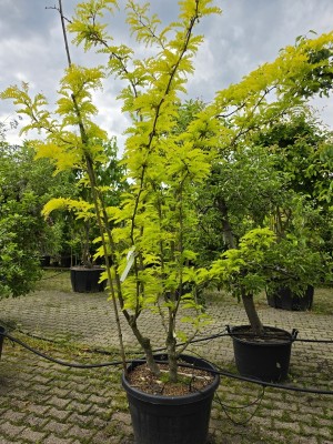 Afbeelding Falscher Christusdorn - Gleditsia triacanthos ‘Sunburst'