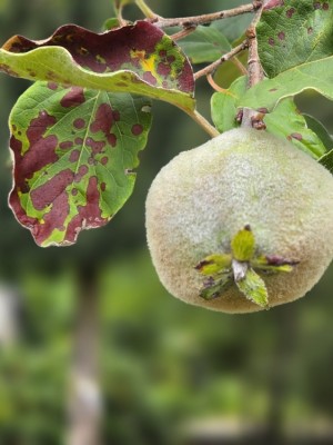 Afbeelding Kweepeer - Cydonia oblonga 'Champion'