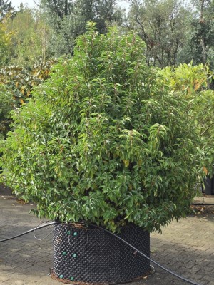 Afbeelding Portugese laurier bolvorm - Prunus Lusitanica