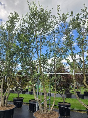 Afbeelding Kurkeik - Quercus Suber