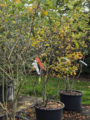 Afbeelding Mehrstämmige Felsenbirne - Amelanchier lamarckii