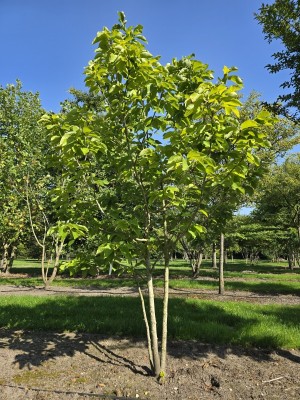 Afbeelding Magnolie „Yellow Bird“ - Magnolia 'Yellow River'
