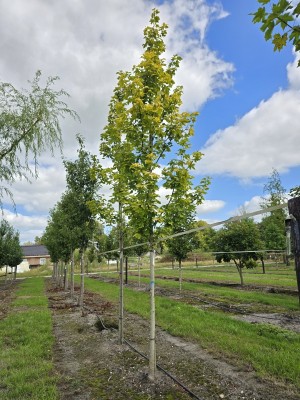 Afbeelding Geelbladige Noorse esdoorn - Acer platanoides 'Princeton Gold'