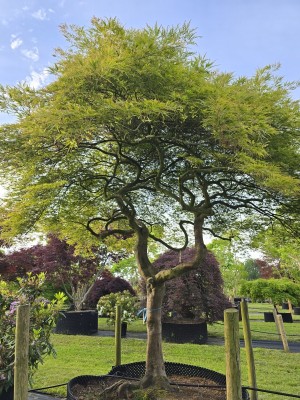Afbeelding Japanse esdoorn - Acer palmatum 'Dissectum'