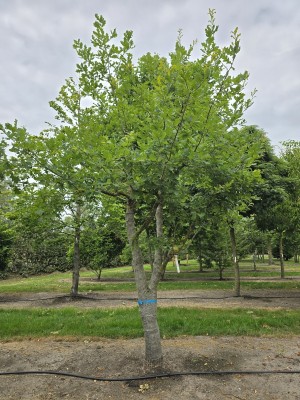 Afbeelding Stieleiche - Quercus robur