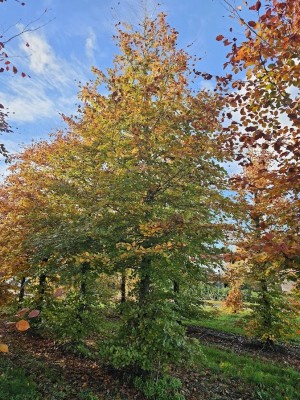 Afbeelding Rode beuk - Fagus sylvatica 'Atropunicea'