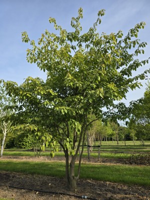 Afbeelding Reuzen Kornoelje - Cornus controversa
