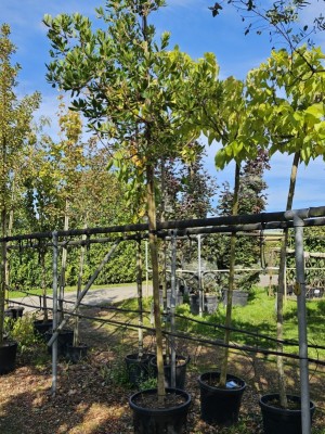 Afbeelding groenblijvende aardbei boom als hoogstamboom - Arbutus unedo