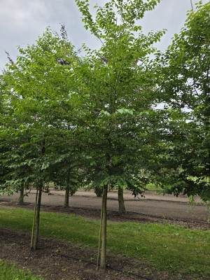 Afbeelding Storaxboom - Styrax japonicus