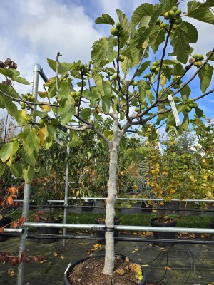 Afbeelding Feige - Ficus carica