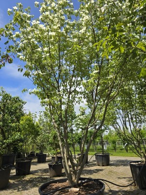 Afbeelding Japanse grootbloemige kornoelje - Cornus kousa 'Milky Way'