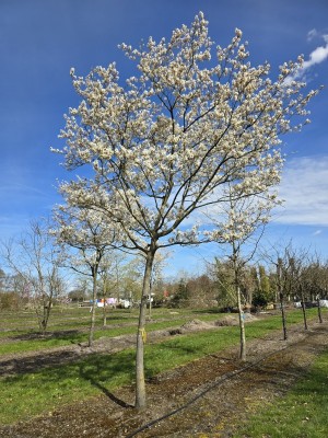 Afbeelding Krentenboompje - Amelanchier lamarckii
