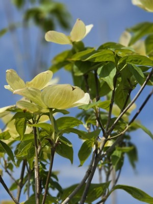 Afbeelding geelbladige cornus - Cornus x rutban 'Aurora'