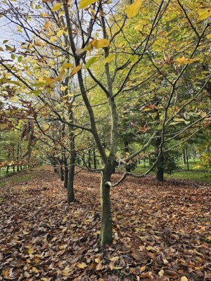 Afbeelding Kletter- oder Kraxelbaum für die Kleinen - Carpinus betulus
