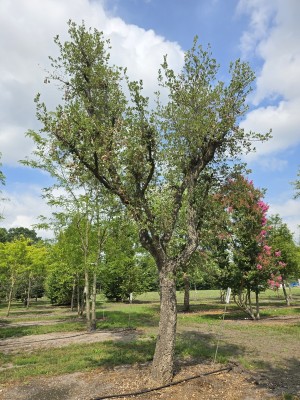 Afbeelding Kurkeik - Quercus Suber