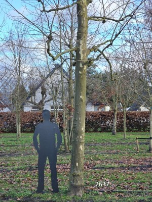 Afbeelding Französische Platane mit Knoten - Platanus x hispanica