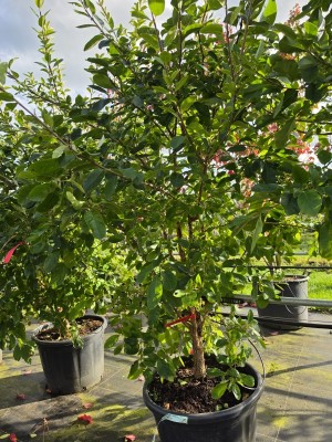 Afbeelding Sneeuwvlokkenboom - Chionanthus retusus