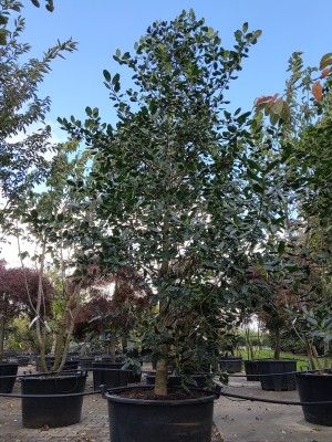 Afbeelding Amerikaanse hulst - Ilex 'Nellie R. Stevens'
