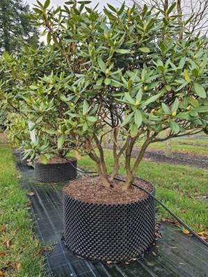 Afbeelding Rododendron 'Cunningham's White' - Rhododendron 'Cunningham's White'