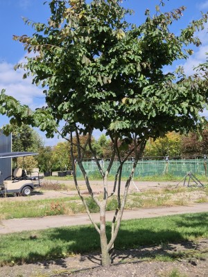 Afbeelding Persisches Eisenholz - Parrotia persica