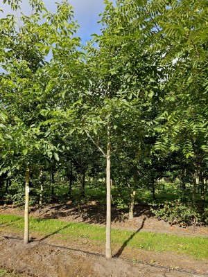 Afbeelding Die echte Walnuss - Juglans regia 'Coenen''