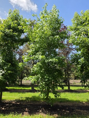 Afbeelding Amberbaum - Liquidambar styraciflua