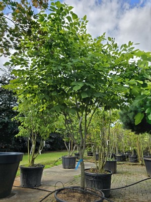 Afbeelding Japanse zilverboom - Maackia amurensis