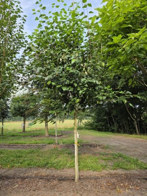 Afbeelding Witte berk - Betula utilis 'Jacquemontii' (Doorenbos)