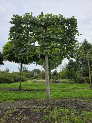 Afbeelding Krim-Linde - Tilia x europaea 'Euchlora'