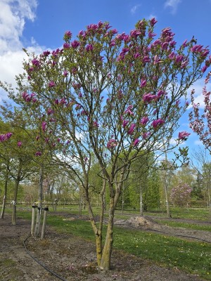 Afbeelding Magnolia 'Susan' - Magnolia 'Susan'