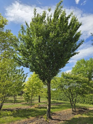 Afbeelding Chinese Kers - Prunus Umineko