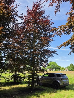 Afbeelding Rode beuk - Fagus sylvatica 'Atropunicea'