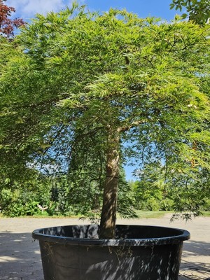 Afbeelding Japanse esdoorn - Acer palmatum 'Dissectum'