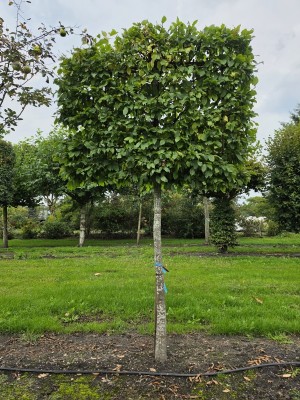 Afbeelding Hainbuche mit ausgewachsenem Spalier - Carpinus betulus