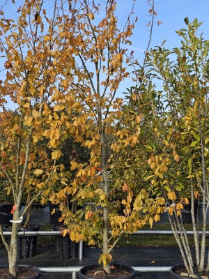 Afbeelding Persisches Eisenholz - Parrotia persica 'Vanessa'