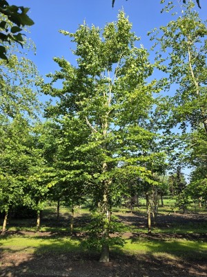 Afbeelding Groene Beuk - Fagus sylvatica