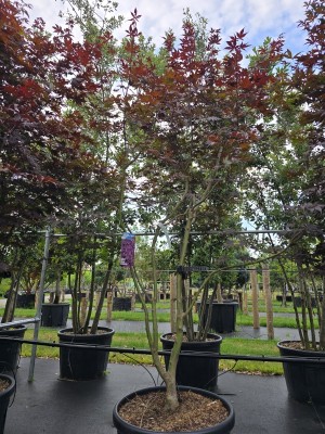 Afbeelding Japanischer Ahorn - Acer palmatum 'Bloodgood'